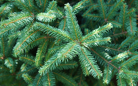 Trees that smell bad include white spruce