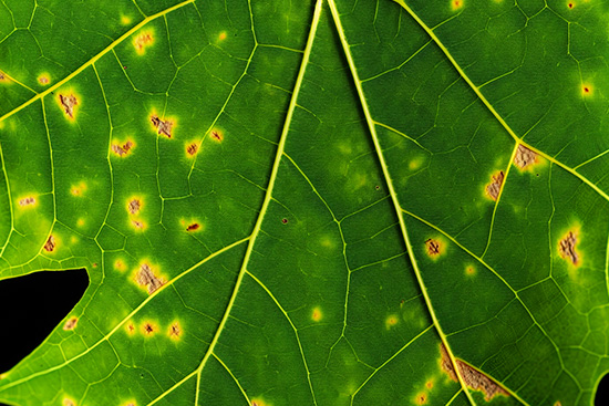 close-up of yellowish spots on maple leaves